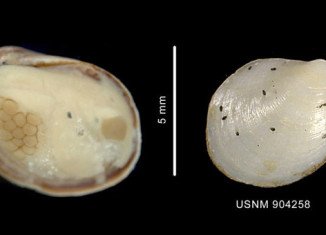 Antarctic bivalves have surprised scientists who have discovered that the molluscs switch sex
