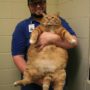 Skinny the 41 lb cat needs home