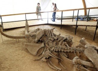 The discovery of well-preserved woolly mammoth remains in eastern Siberia has raised distant hopes that the animal could be cloned