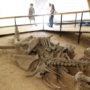 Woolly mammoth remains discovered in Siberia give hopes for cloning