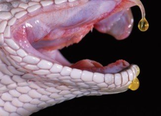 Venomous reptiles may provide a good source for new drugs for human diseases