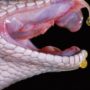 Snake venom may be the future drug source for human diseases