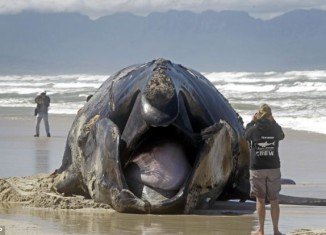 A large section of coastline in South Africa has been closed after a 15-metre whale washed ashore following an attack by Great White sharks