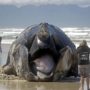 Giant whale washed up on Cape Town’s Muizenberg beach following Great White attack