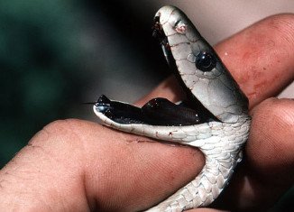 A painkiller as powerful as morphine has been found in the deadly venom of the black mamba