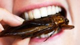About 30 people competed in the cockroach-eating contest at the Ben Siegel Reptile Store