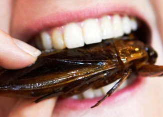 About 30 people competed in the cockroach-eating contest at the Ben Siegel Reptile Store