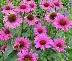 According to the largest ever clinical study of echinacea, the herbal remedy can prevent colds and is of most benefit to people who are prone to them