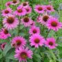 Echinacea largest ever clinical study finds herbal remedy can protect against colds