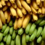 Bananas could become a critical food source for millions of people