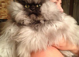 Colonel Meow has won tens of thousands of admirers