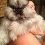 Colonel Meow, the world’s angriest cat