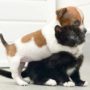 Kitty and Buttons: kitten and puppy become inseparable at Battersea Cats and Dogs Home