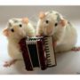 Mice learn songs based on the sounds they hear