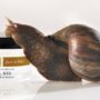 Snail slime: the new miracle face-fixer
