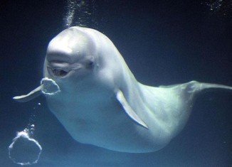 Researchers have discovered that beluga whale vocalizations were remarkably close to human speech