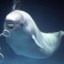 Beluga whale vocalizations close to human speech