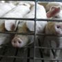 Terry Vance Garner eaten by his pigs at Oregon farm