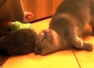 The British shorthair cat desperately tries to scratch an itch using a spiky hedgehog