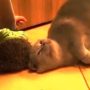 British shorthair cat tries to scratch an itch using a spiky hedgehog