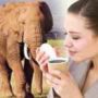 Elephant dung coffee Black Ivory costs $1,100 per kilogram