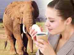 The elephant dung coffee is made from beans eaten and digested by elephants living on a reserve in Thailand
