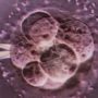 Three-person IVF trial shows promising results