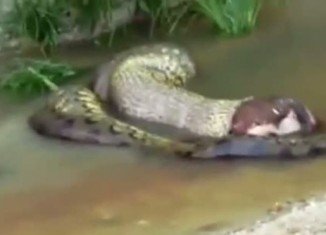 A giant anaconda regurgitating an entire animal in the Brazilian jungle has become a surprise online hit