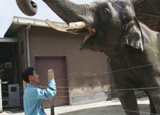 Asian elephant Koshik has astounded scientists with his Korean language skills