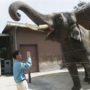 Koshik elephant speaks Korean language