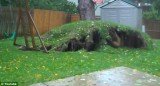 Residents on Long Island, New York, felt the wrath of Superstorm Sandy after it uprooted their massive oak tree, sending it crashing into a neighbors’ garden