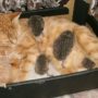 Hedgehogs adopted by ginger cat Sonya