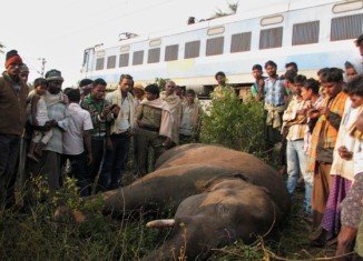 Five elephants have been killed after being hit by a passenger train in the eastern Indian state of Orissa