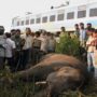 India: five elephants killed by train in Orissa