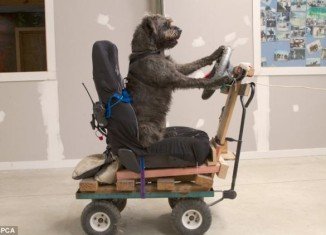 The Society for the Prevention of Cruelty to Animals in New Zealand has trained three dogs to drive in an attempt to show the public how intelligent they are