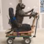 Dogs driving: three dogs trained over 8 weeks to drive carts inside an indoor test lab