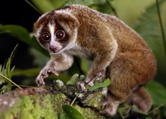 The primate is a type of slow loris, a small cute-looking animal that is more closely related to bushbabies and lemurs than to monkeys or apes