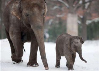 Two elephants have been saved from the deadly Siberian cold by drinking vodka