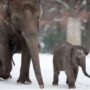 Elephants drink vodka to be saved from deadly Siberian cold