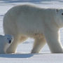 Polar bear trade ban splits wildlife campaigners