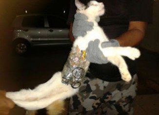 A cat has been detained in the grounds of Arapiraca jail in Brazil with contraband goods for prisoners strapped to its body with tape