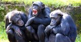 A genetic study shows HIV-like viruses arose in African monkeys and apes 5 million to 12 million years ago