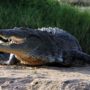15,000 crocodiles escape from Rakwena Crocodile Farm in South Africa