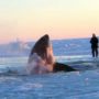 Killer whales trapped under Hudson Bay ice in Inukjuak