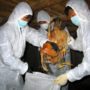 Bird flu research to resume after a year-long pause