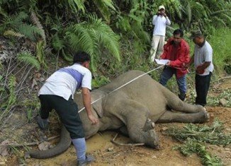 Malaysian officials say ten endangered Borneo pygmy elephants have been found dead in a reserve and they may have been poisoned
