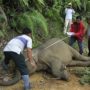 Ten Borneo pygmy elephants poisoned in Malaysia