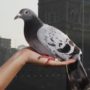 Pigeon Bermuda Triangle mistery solved