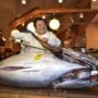 Bluefin tuna fetches $1.7 million in Japan