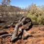 Alice Springs ghost gum trees torched